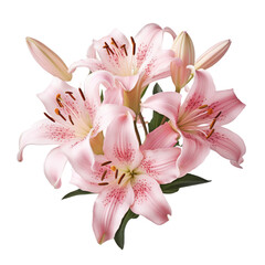 lily (Pink): Wealth and prosperity (2)