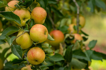 Obraz premium Fresh organic apples inside a countryside orchard. Healthy lifestyle concept. Red and yellow apples.