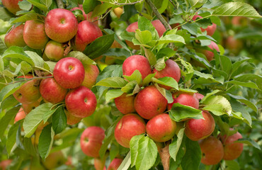 Bunch of organic red apples on a branch produced in a small family orchard. Local producers support...
