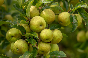 A bunch of delicious Golden apples on a tree branch. Organic food concept. Healthy fruits concept.