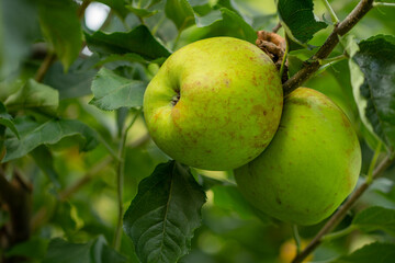 Two delicious green apples on a tree branch. Organic apples concept. Healthy food concept.