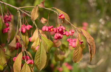 European spindle or common spindle (Euonymus europaeus) pink and orange fruits. Spindle pink fruits.
