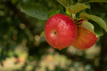 Delicious red apples with water drops on it. Water drops on red apples. Organic apples concept.