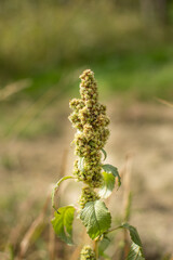 Inflorescence of green amaranth plants or smooth pigweed. 