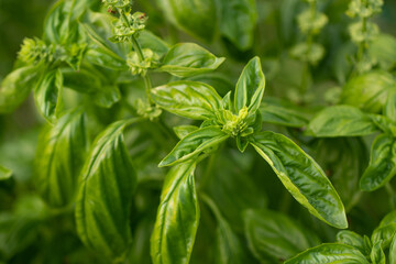 Green basil  from an organic herb garden. Organic aromatic plants. Organic green basil leaves.