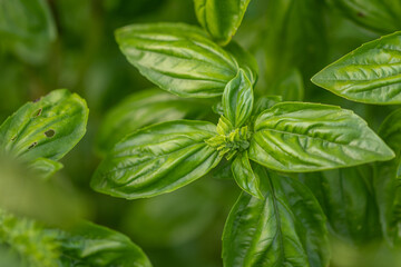 Green basil  from an organic herb garden. Organic aromatic plants. Organic green basil leaves.