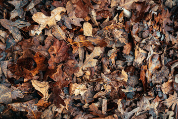 leaves background