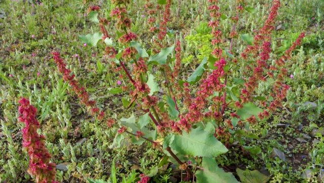 Close up shot of Rumex crispus, the curly dock plant in the hills of Uttarakhand with mountain landscapes in the background.