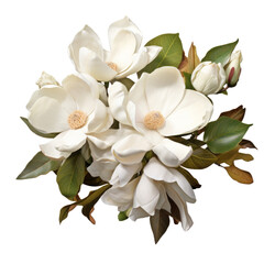  Magnolia: Dignity and nobility (5)