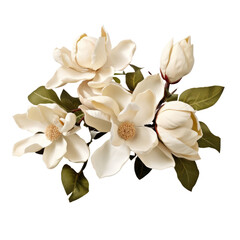 Magnolia: Dignity and nobility
