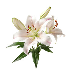 Lily (White): Purity and virtue  (3)