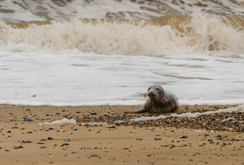 Atlantic Grey Seals on East Anglia Beach