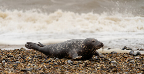 Atlantic Grey Seals on East Anglia Beach