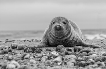 Atlantic Grey Seals on East Anglia Beach