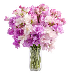 Matthiola (Stock) flowers in clear white glass vases symbolizes lasting beauty with purple, white, and pink blossoms.