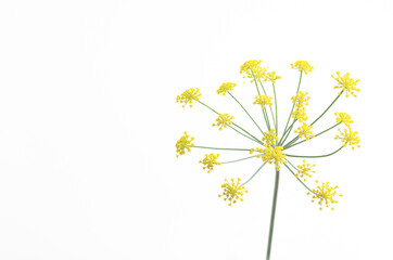 Dill flowers on white background with copy space. 