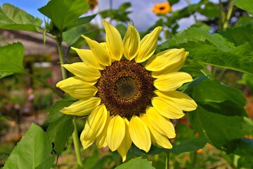 Close up of a sunflower head