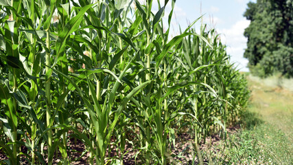 Fototapeta premium ears of corn and green leaves on a field background close-up. Corn farm. A selective focus picture of corn cob in organic corn field. concept of good harvest, agricultural, place for text