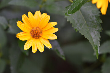 yellow chamomile flowers in the garden. yellow daisy on a beautiful blurred green background, close-up. yellow flowers on the flowerbed. floral background. bright chamomile in spring or summer.