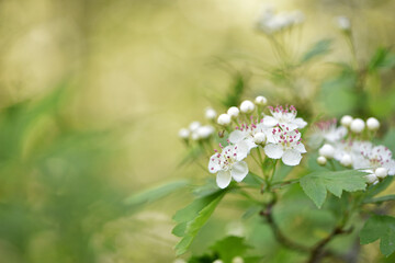 Small flowers. On which a bee sits, collects nectar, White flowers. flowering tree in the forest. wild bush in white flowers. spring season. natural background. close-up, selective soft focus.