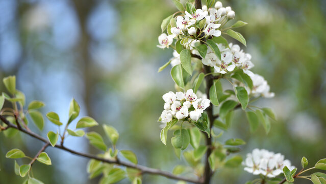 pear flowers. blooming tree in the garden. white delicate flowers and green and young leaves. Malinae, Springtide. Branches of flowering pears on a green background. close-up. pear in the forest