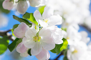 flowering apple tree branch in the garden. Blooming fruit trees in the garden. White and pink flowers close-up on a branch of a tree. Floral spring nature background.