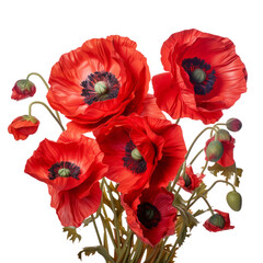 Red poppy bouquet, various sizes, blooming and in bud.