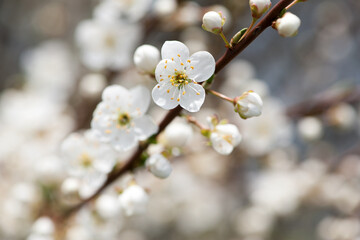 cherry. White flowers. flowering branch in the garden. delicate spring flowers on blooming trees. macro photo, delicate flowering. soft focus. beauty of nature. close-up. Cherry tree in Spring time