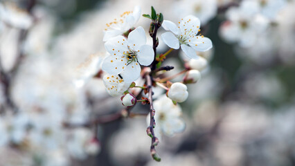 Twig of flowering blackthorn, Prunus spinosa, in spring. white flowers, natural floral background. delicate spring flowers, close-up. spring natural background, flowering tree. macro photo