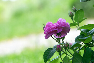 pink rose flower. Red roses on a bush in the garden, close-up. delicate pink rose flower with green...