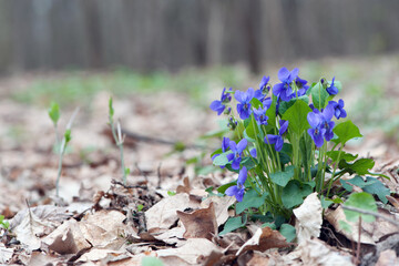 Viola odorata, tender spring purple flowers with green leaves, growing in the spring forest. known as wood violet, sweet violet, English violet, or garden violet. natural flower background, close-up