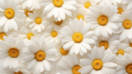 Beautiful chamomile flowers as background, top view. Floral pattern