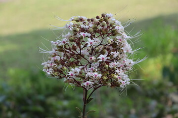 Unknown Wildflower white color has good smell HD Photography