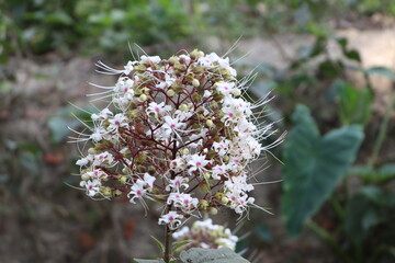 Unknown Wildflower white color has good smell HD Photography