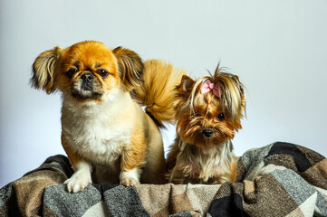 Pekingese and Yorkshire, two lady dogs together. Isolated on gray.