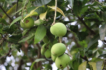 Green Small Mango HD Wallpaper for Calendar and Research Purpose