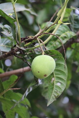 Green Small Mango HD Wallpaper for Calendar and Research Purpose