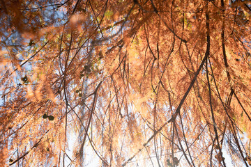 Autumn leaves with vibrant orange hues against a soft blue sky.