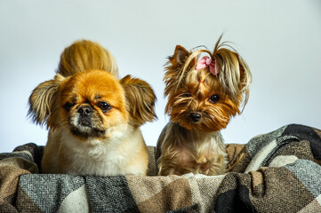 Pekingese and Yorkshire, two lady dogs together. Isolated on gray.