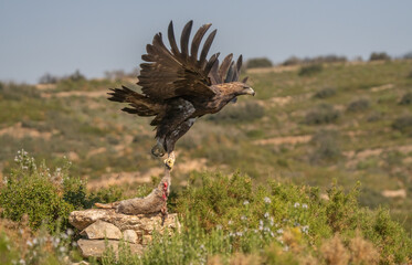 the majestic golden eagle takes its prey, a wild rabbit