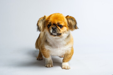 Close-up of Pekingese dog isolated on white background