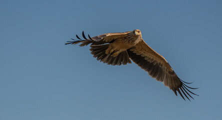 the majestic spanish imperial eagle in flight	