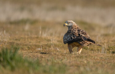 red kite on the ground, spain	