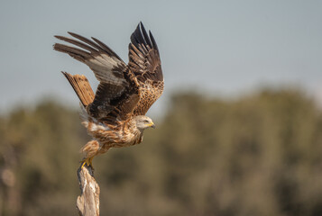 red kite taking off from the trunk