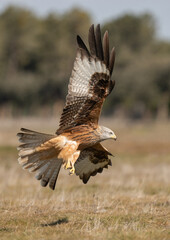 red kite in flight	