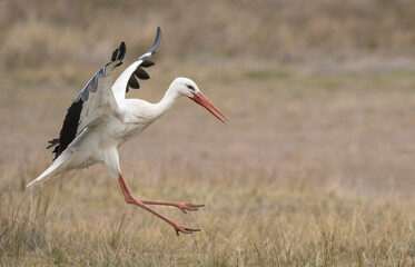 Fototapeta premium the white stork landing on the ground 