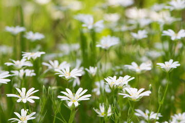 Stellaria holostea. delicate forest flowers of the chickweed, Stellaria holostea or Echte Sternmiere. floral background. white flowers on a natural green background. close-up. soft focus