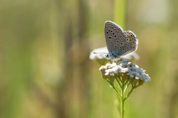 The blue butterfly, Pseudophilotes bavius, sits on white wildflowers on a beautiful summer day. macro with selective focus. isolated on natural blurred background. autumn season. beauty of nature