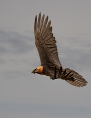 bearded vulture in flight over the pyrenees mountains	