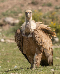  griffon vulture on the ground